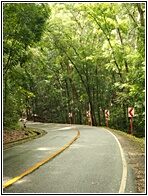 Mahogany Forest