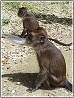 Rajah Sikatuna National Park