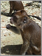 Rajah Sikatuna National Park