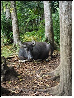 Carabao