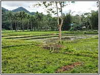 Rice Fields