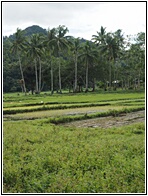 Rice Fields