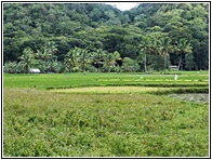 Rice Fields