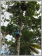 Climbing