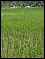 Rice Field