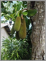 Jackfruit