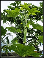 Okra