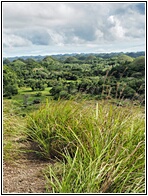 Chocolate Hills