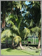 Coconut Trees