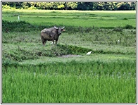 Bohol Landscape