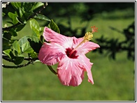 Pink Gumamela