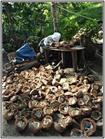 Coconut Shells