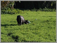 Carabao