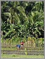Rice Fields