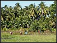 Rice Fields