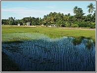 Rice Fields