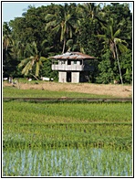 Rice Fields