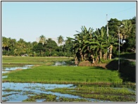 Rice Fields