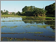 Rice Fields