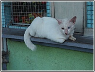White Cat