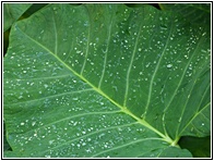Dew Drops