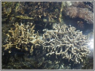 Corals