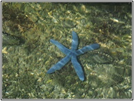 Starfish