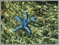 Starfish
