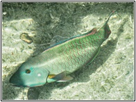 Parrot Fish