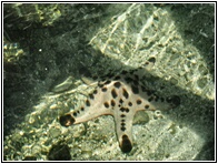 Starfish