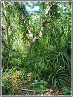 Nature Walk