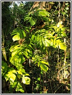 Mantigue Island