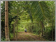 Loboc River Resort