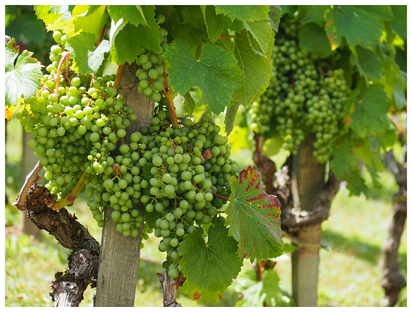 Malbec Grapes