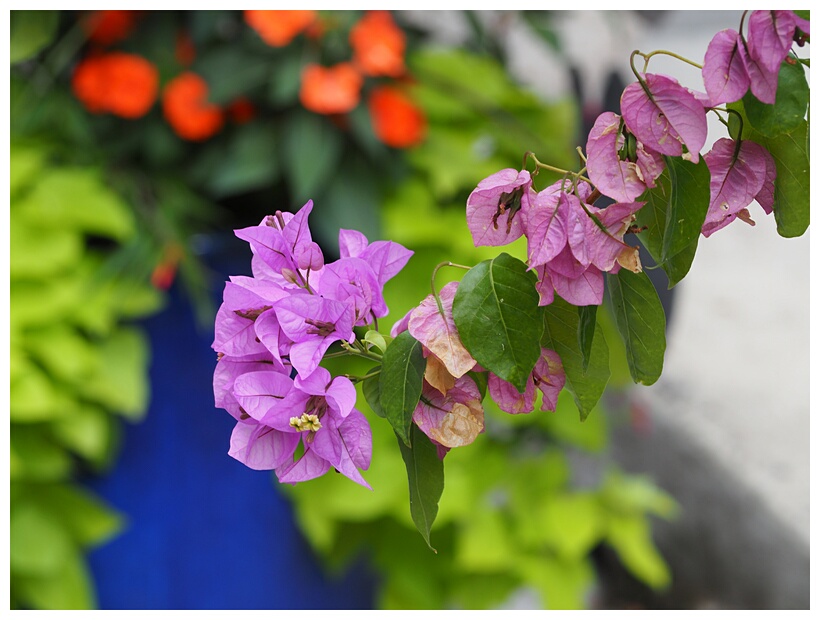 Bougainvillea