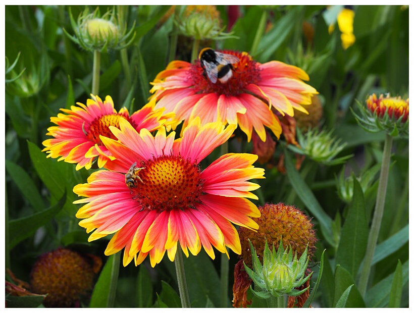 Bees