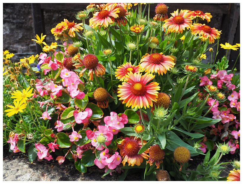Flowers