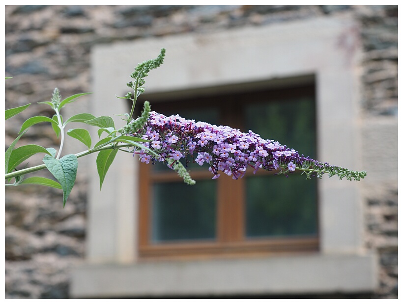 Lilac