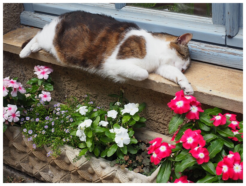 Sleeping Cat