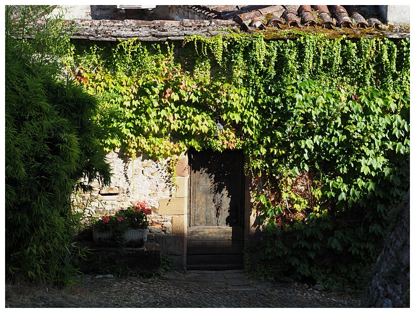 Ivy