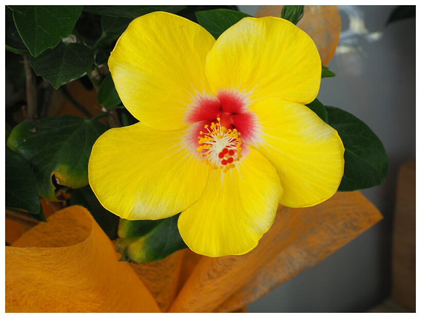Yelow Flower