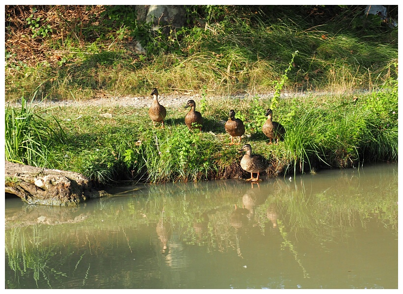 Ducks