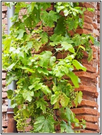 Vine Leaves