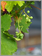 Grapes