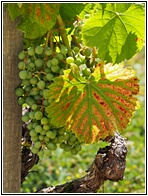 Grapes