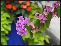 Bougainvillea