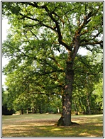 Oak Tree