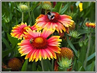 Bees