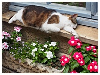 Sleeping Cat