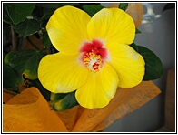 Yelow Flower